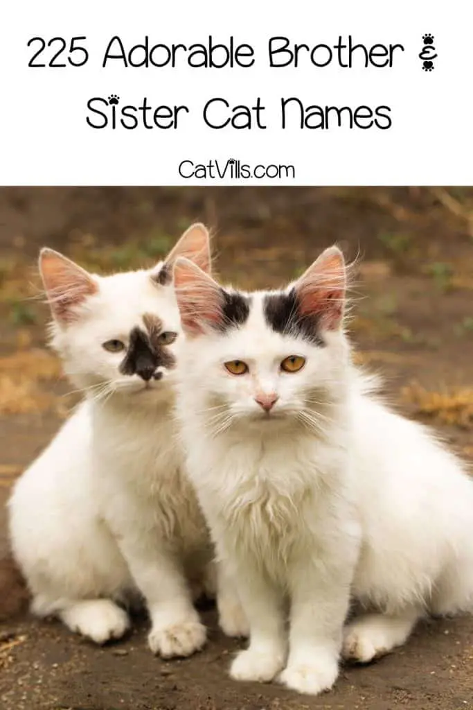 adorable cat siblings with brother and sister cat names