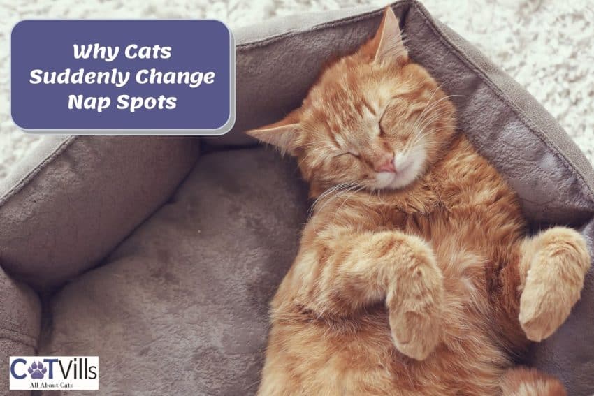 sleeping ginger feline with text asking why do cat change sleeping spots