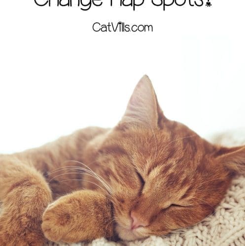 cat change sleep spots p