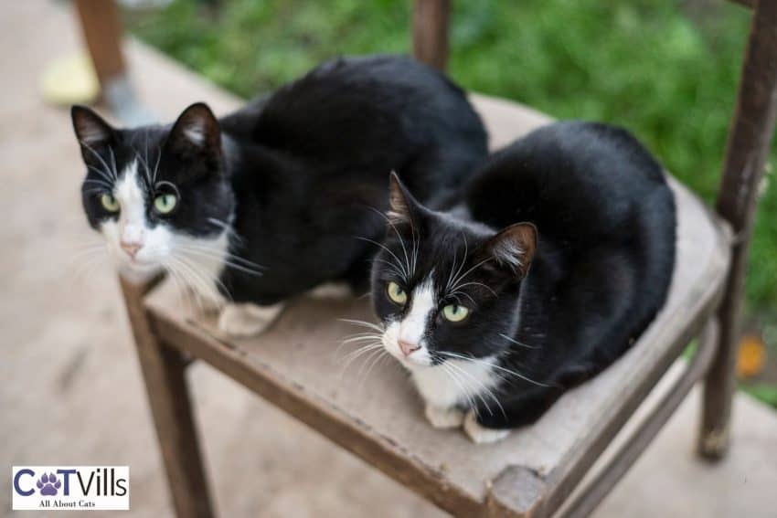 twin tuxedo cats perfect for cat duo names