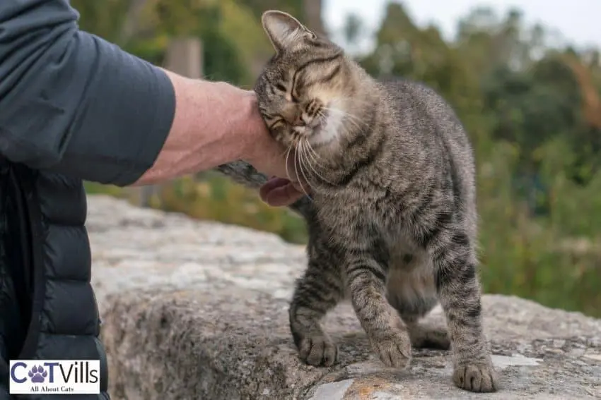 tiger cat doing cat headbutt to the man