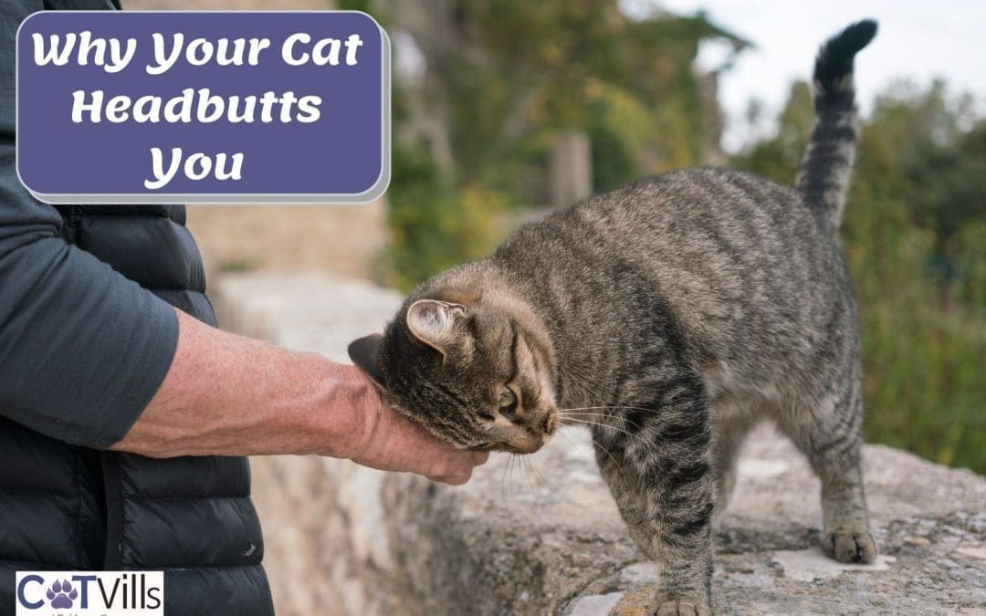 Why Does My Cat Headbutt Me? 10 Most Common Reasons