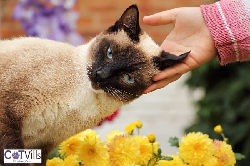 lady petting her siamese cat