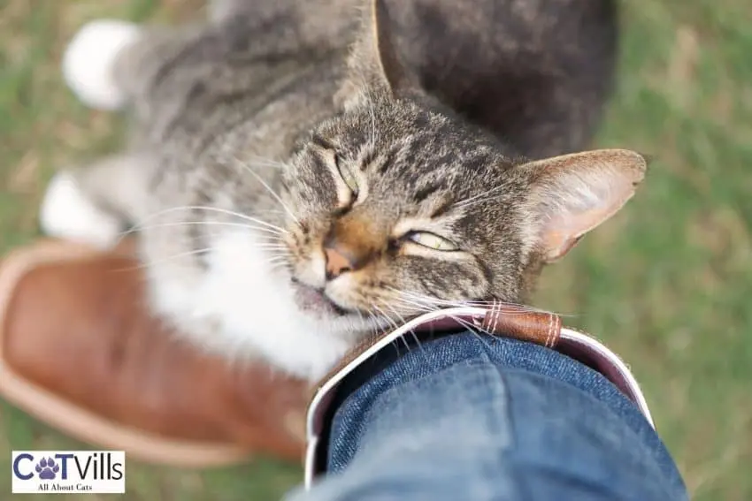 domestic cat doing cat headbutt