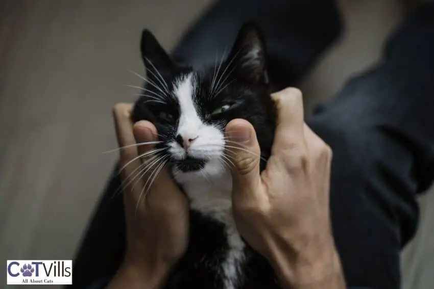 kitty doing cat headbutt to his owner