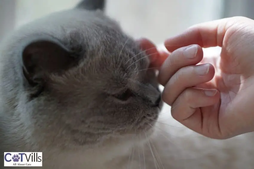 cat headbutt