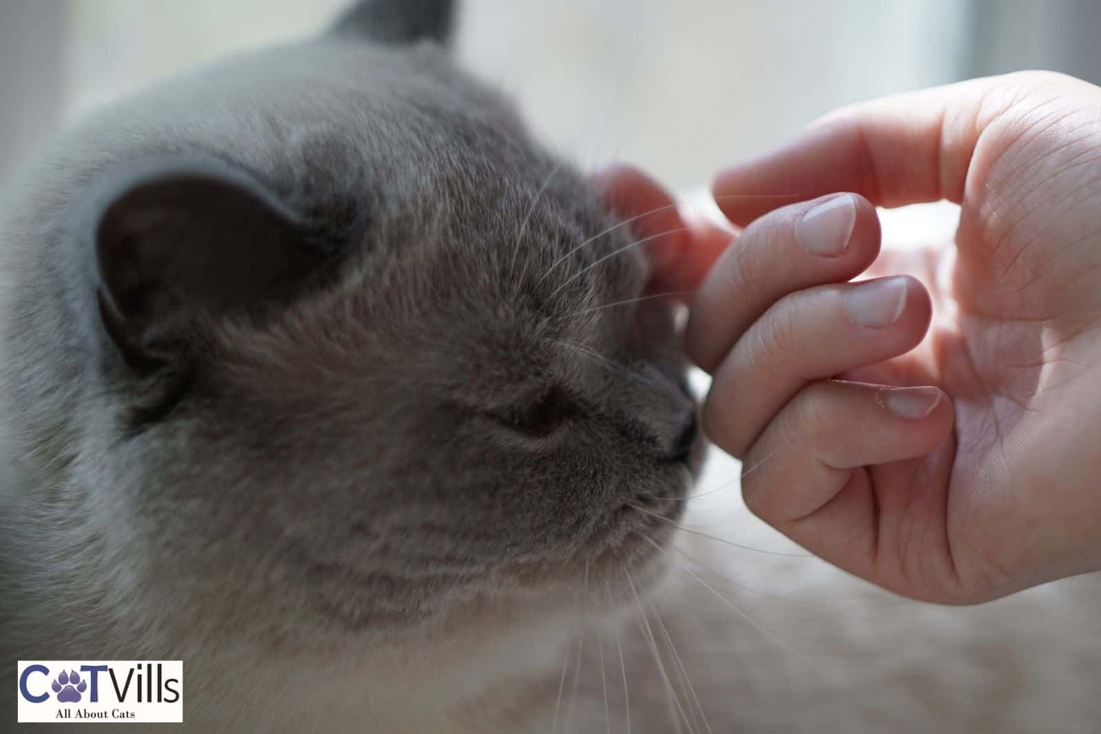 Why Does My Cat Headbutt Me? 10 Most Common Reasons