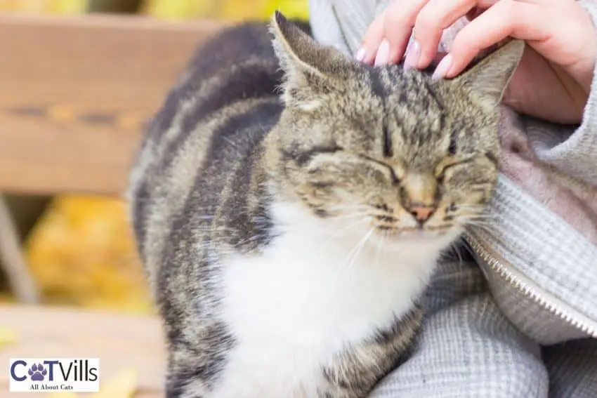 an affectionate cat headbutting the lady