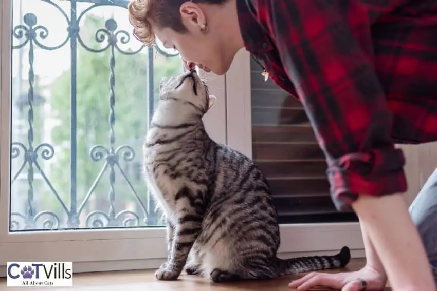 tiger cat headbutting his owner