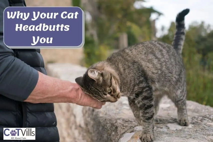 tiger cat headbutt