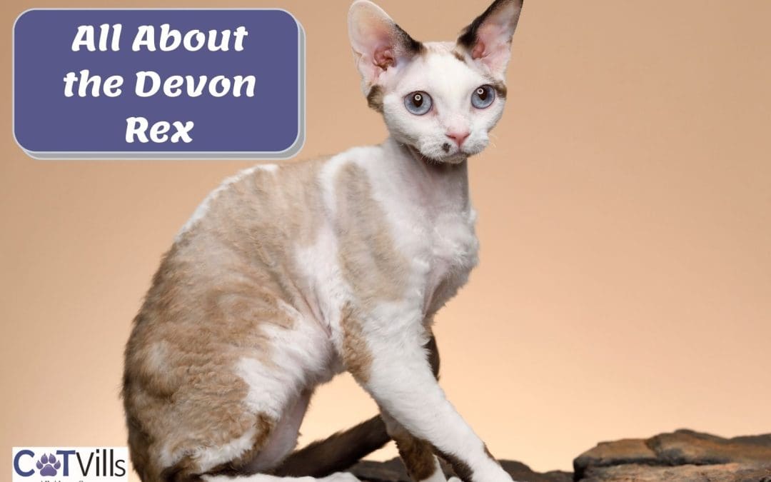 7 Fun Facts About the Devon Rex Cat