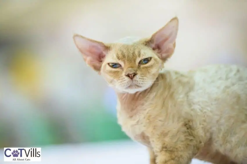 devon rex with wide ears