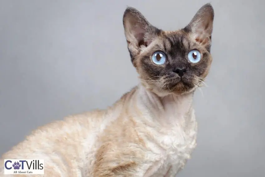 devon rex with bright blue eyes