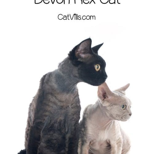 devon rex brother and sister