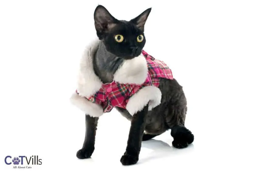 devon rex with pink jacket