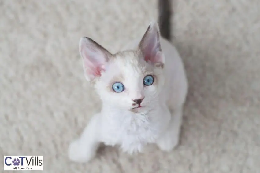 devon rex kitten