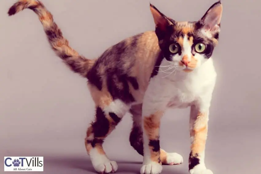 calico devon rex