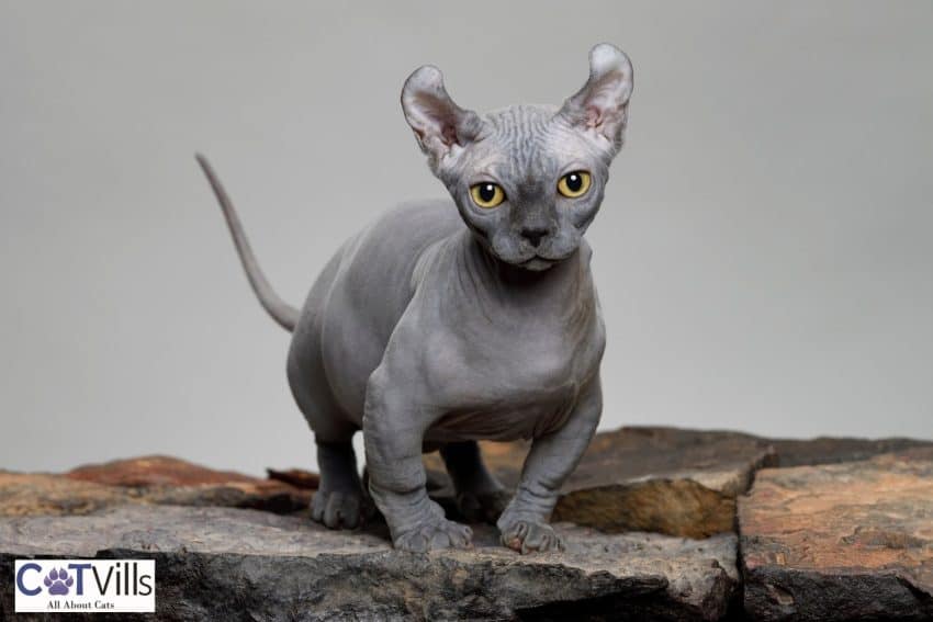 grey dwelf cat on top of a stone