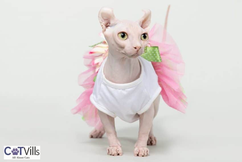 dwelf cat wearing a pink dress