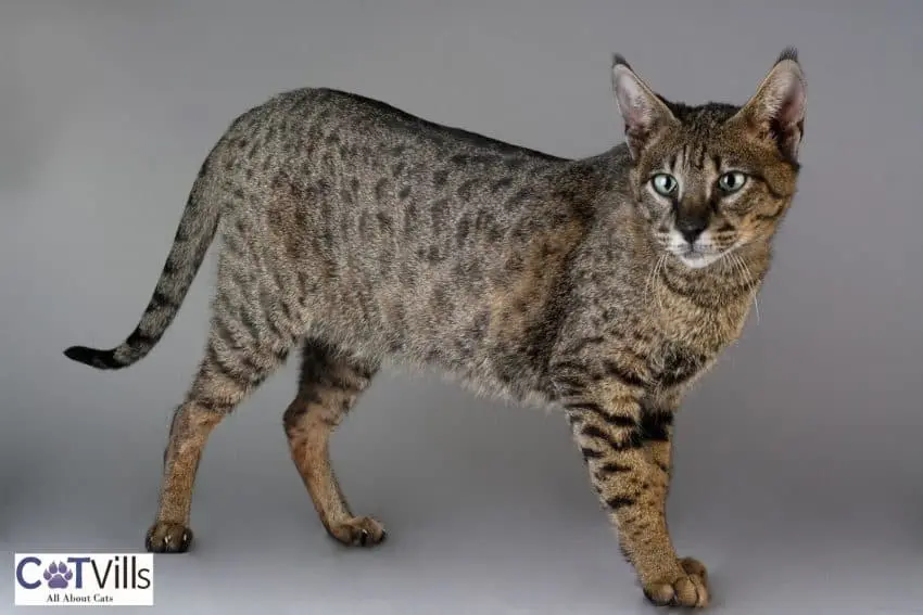 Savannah cat