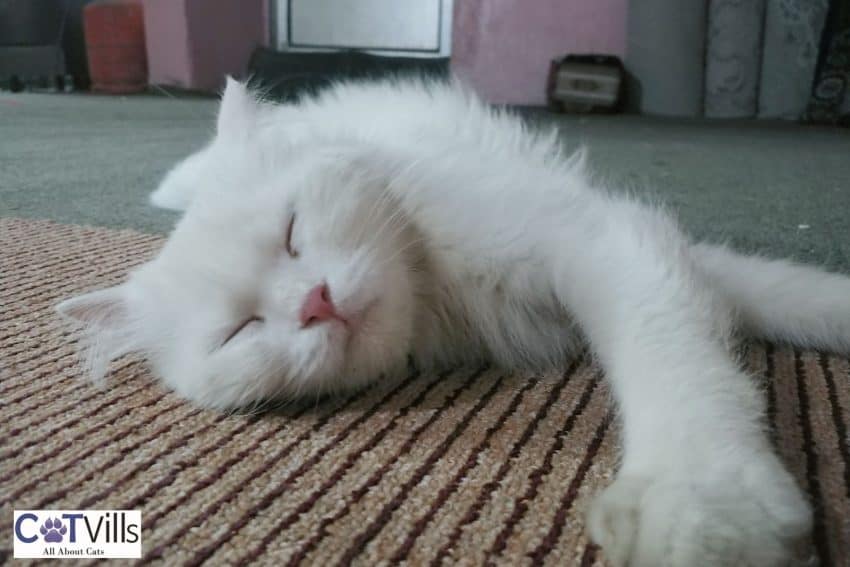 white Shirazi cat