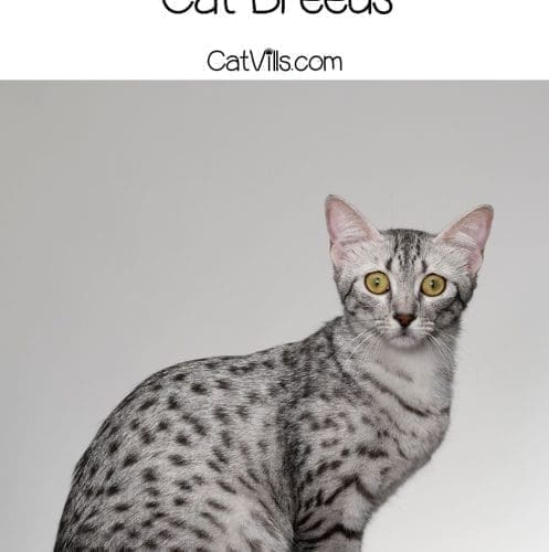 Egyptian Mau cat with huge bright eyes