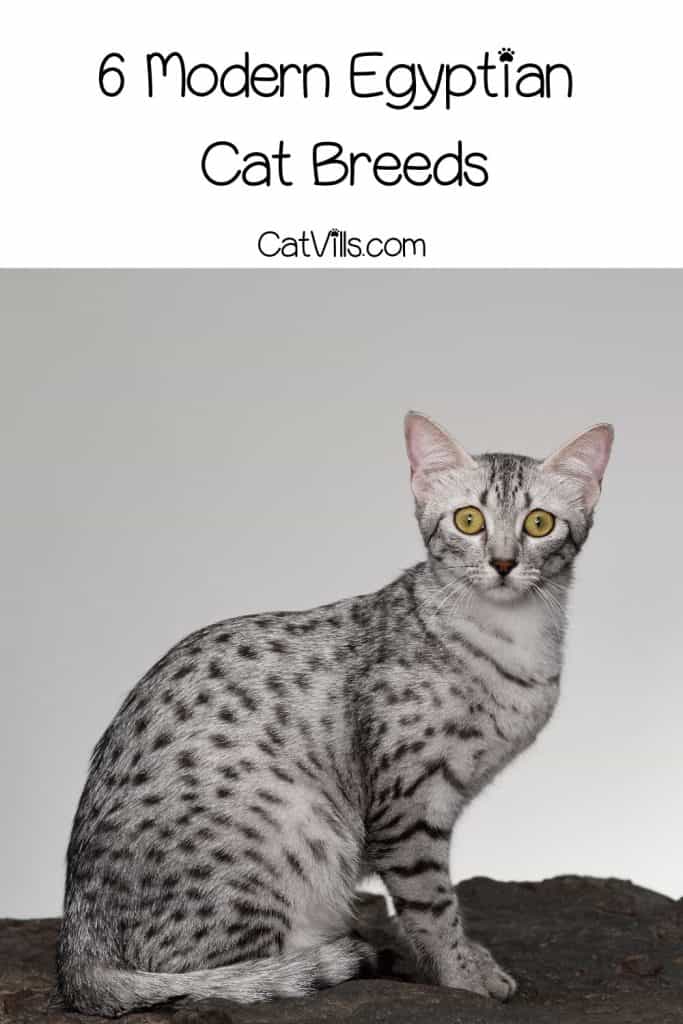 Egyptian Mau cat with huge bright eyes
