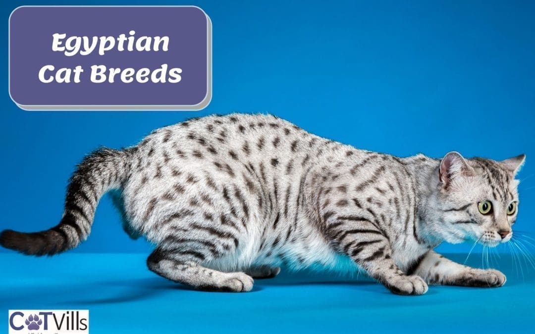 6 Egyptian cat breeds You’ll Love!