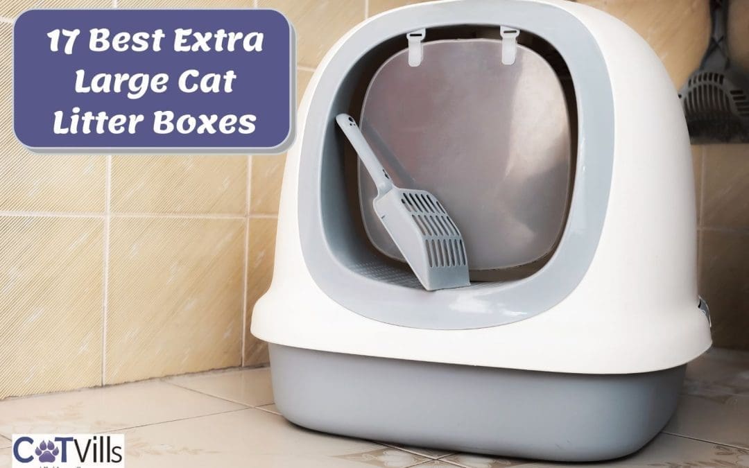 17 Best Extra Large Litter Box for Cats (Reviews)