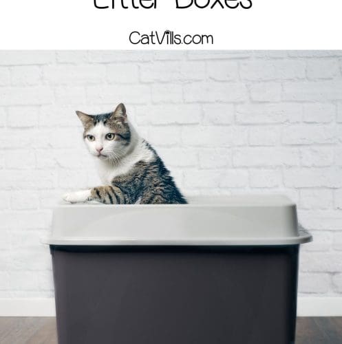 cat inside a top-entry litter box