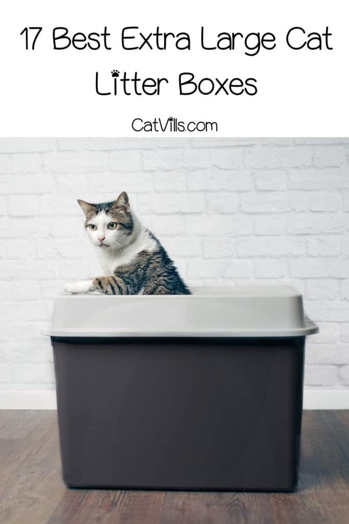 17 Best Extra Large Litter Box for Cats (2022 Reviews)