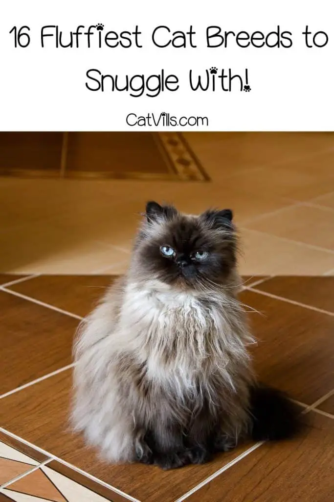 super fluffy cat breeds