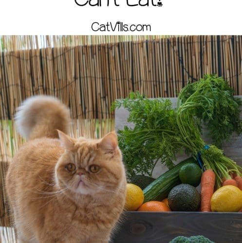 cat beside different veggies