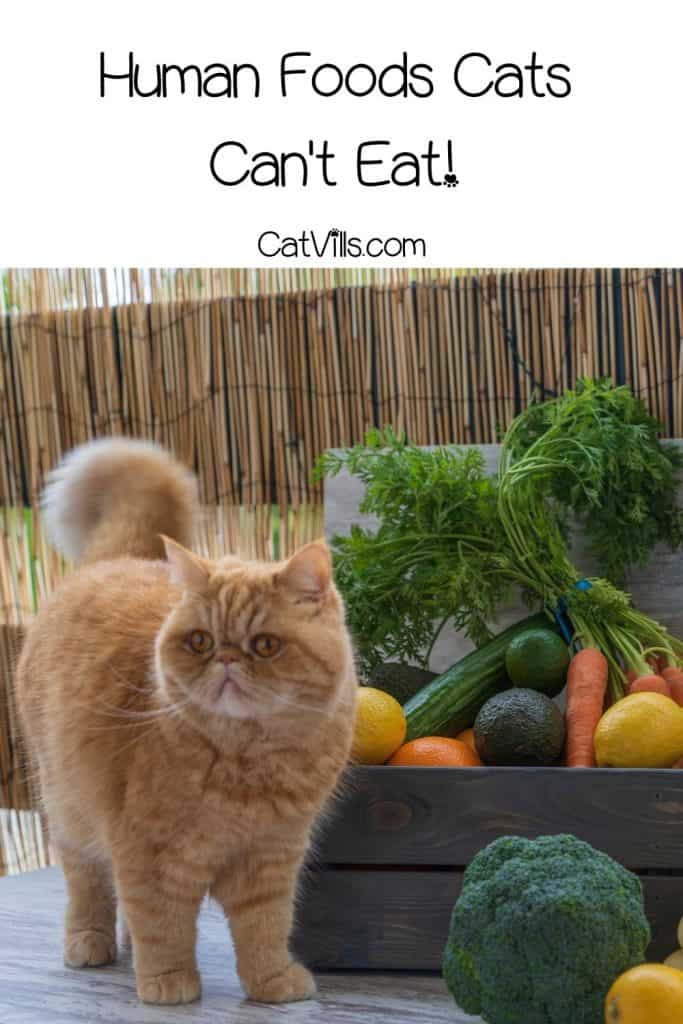 cat beside different veggies