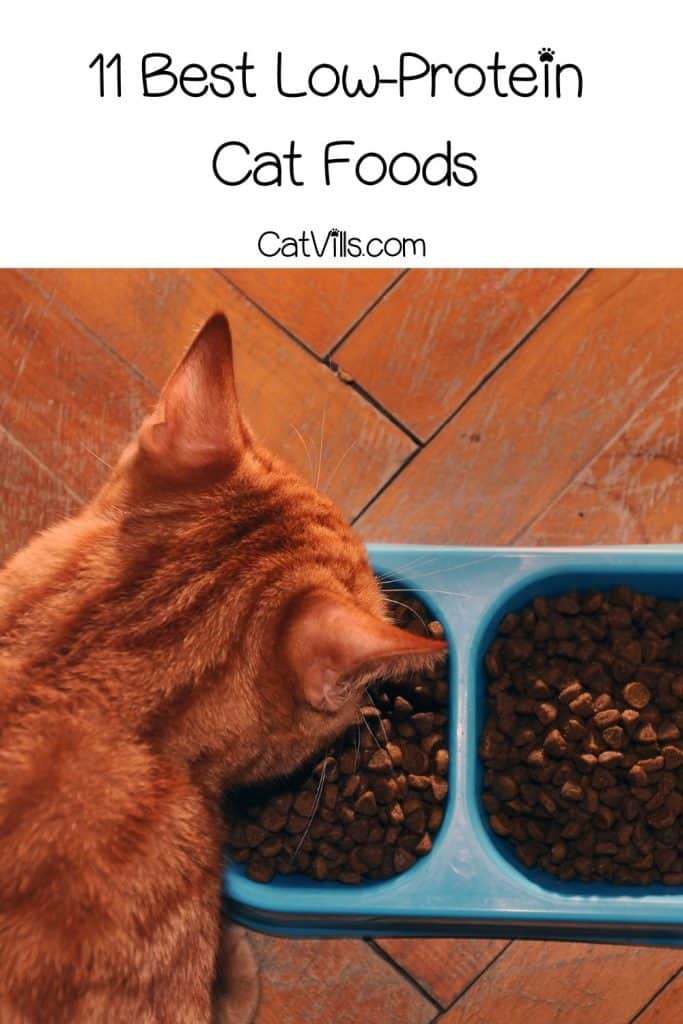ginger cat eating low-protein cat food