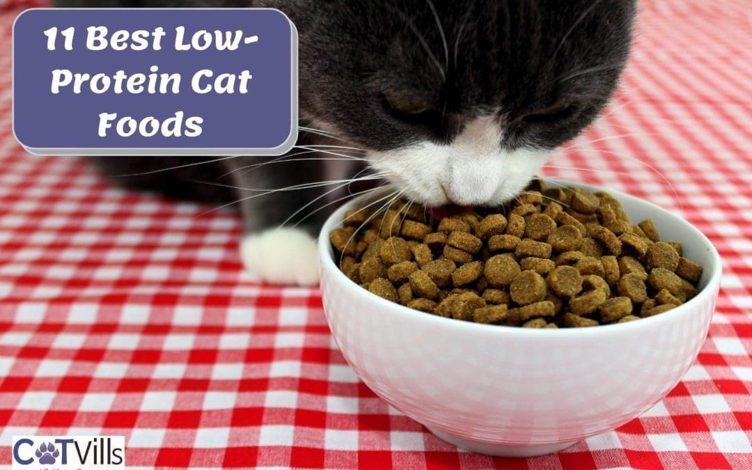 Top 11 Low-Protein Cat Foods (Dry & Wet)