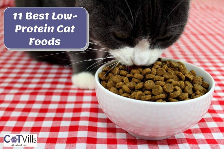 senior cat eating low protein cat food