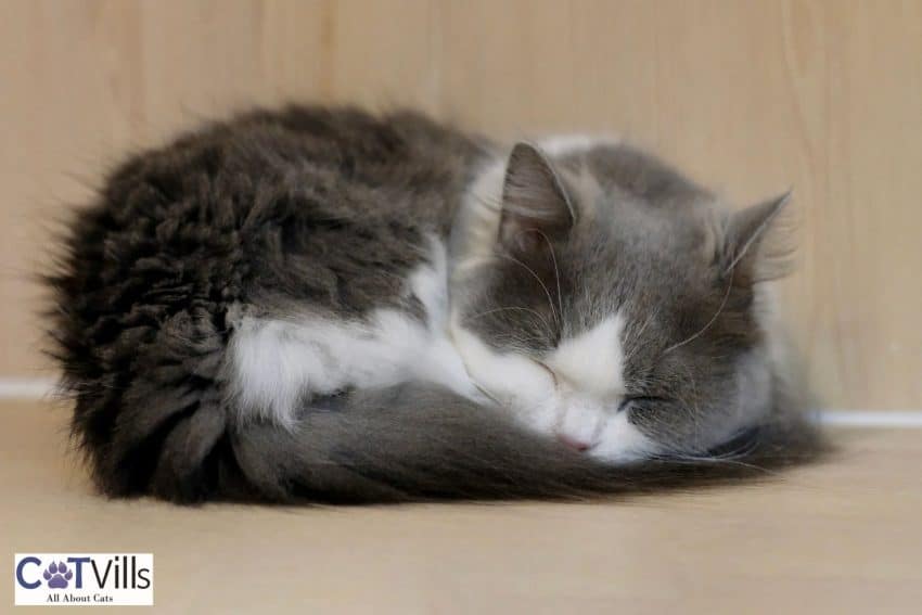 sleeping napoleon cat