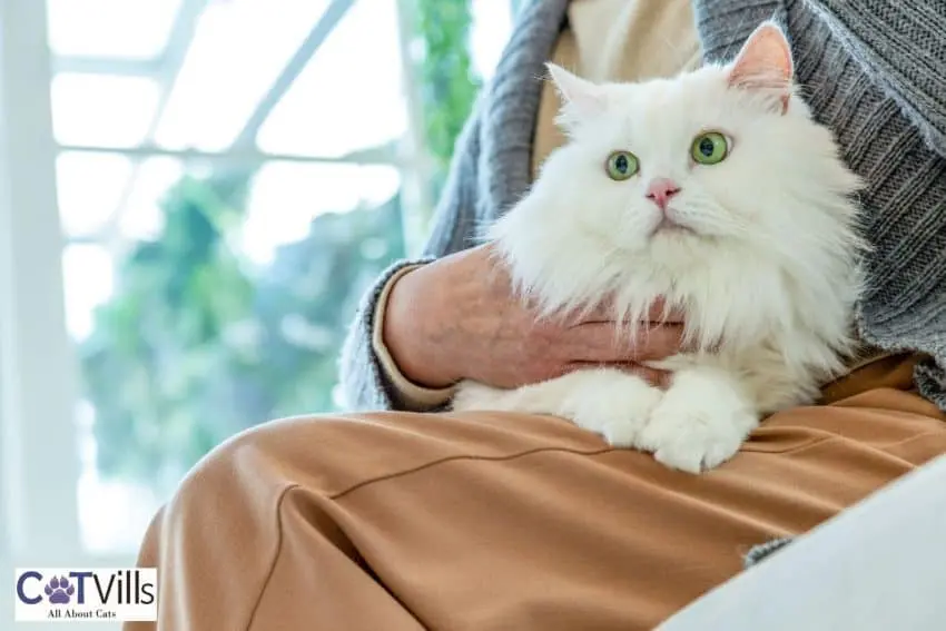 senior cat on the lady's lap