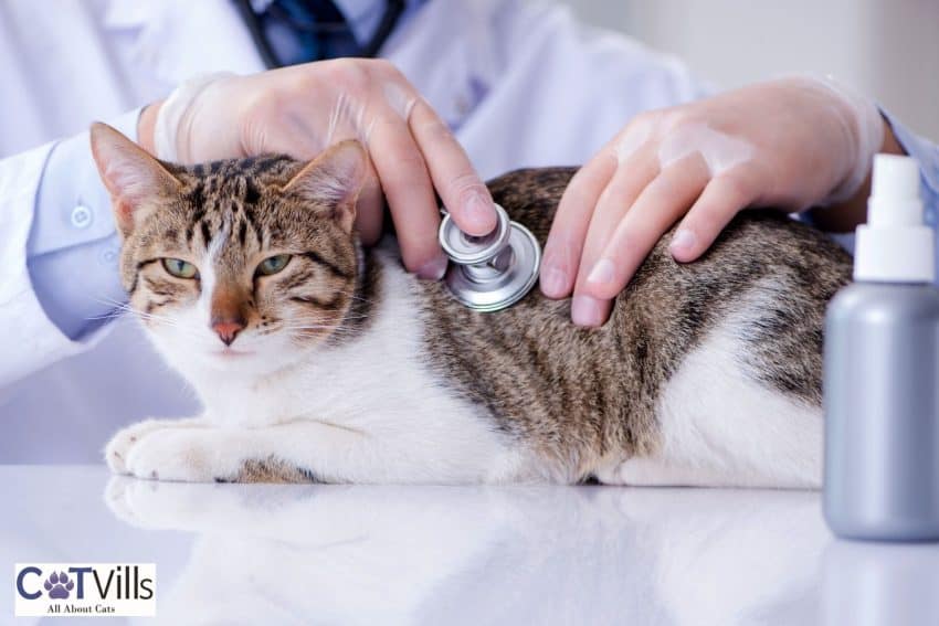senior cat being checked by the vet