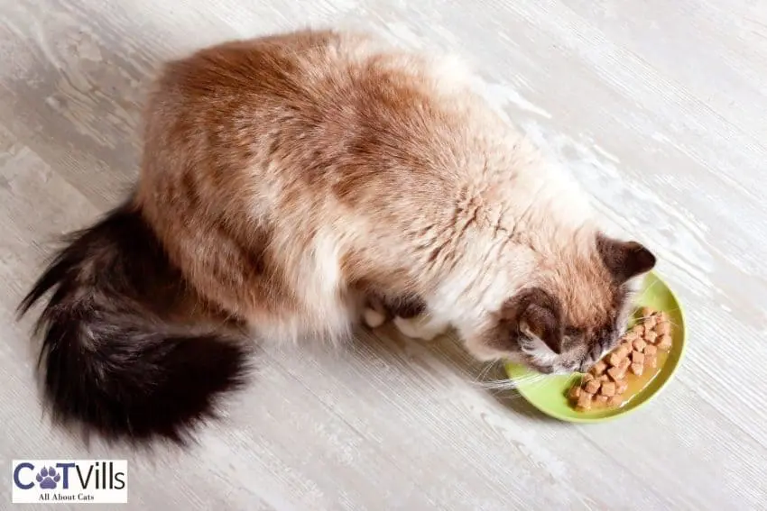 senior cat eating wet food