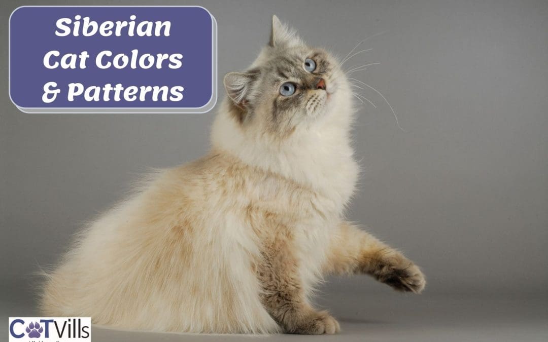 Striking Siberian Cat Colors and Patterns