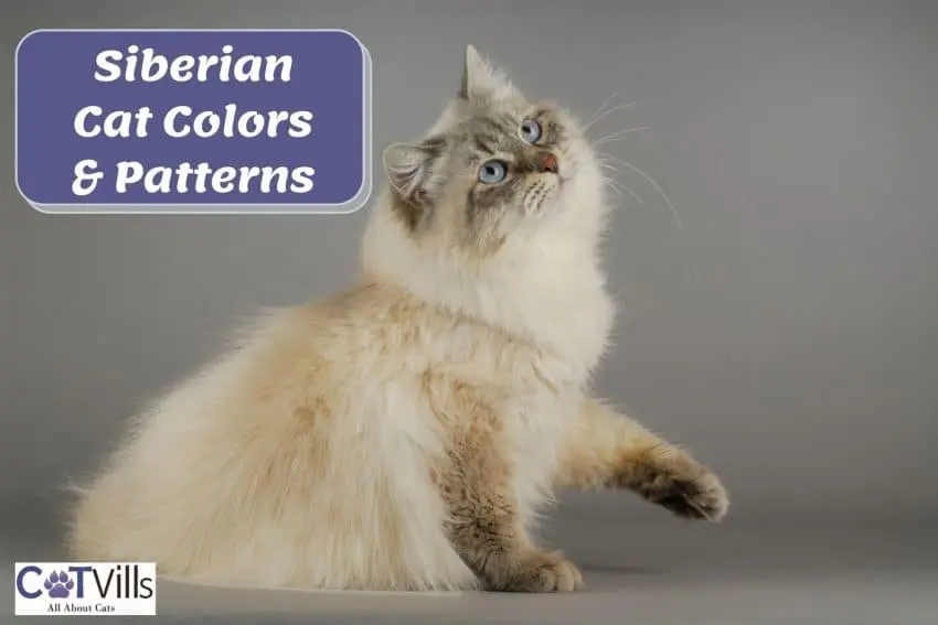 lynx point siberian cat (siberian cat colors)