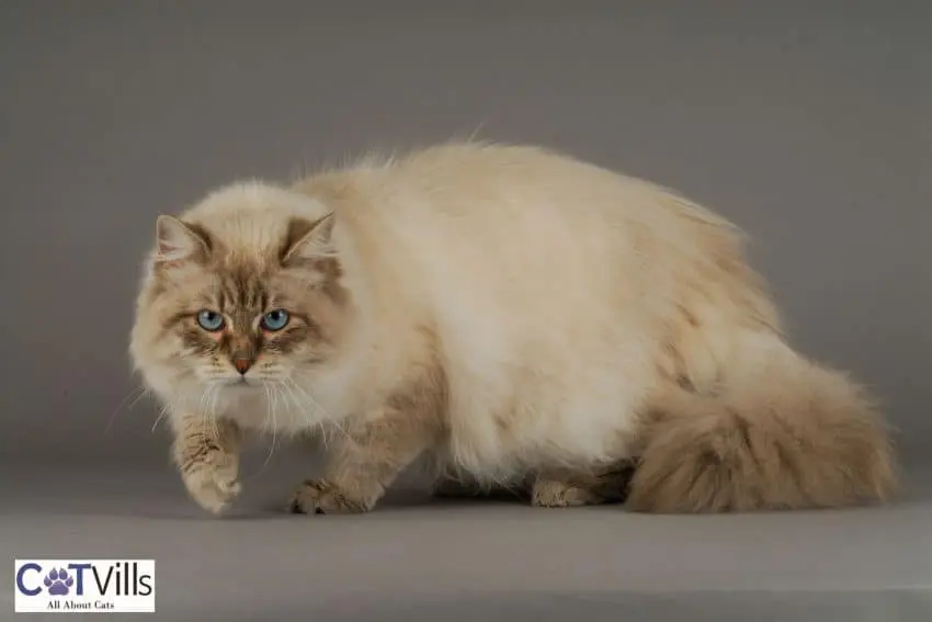 beautiful siberian cat with fluffy hair