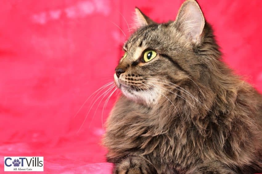 tabby Siberian cat