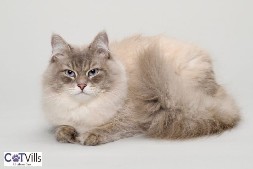 neva siberian cat with grey hair