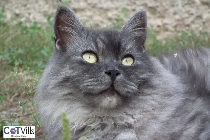 smokey siberian cat