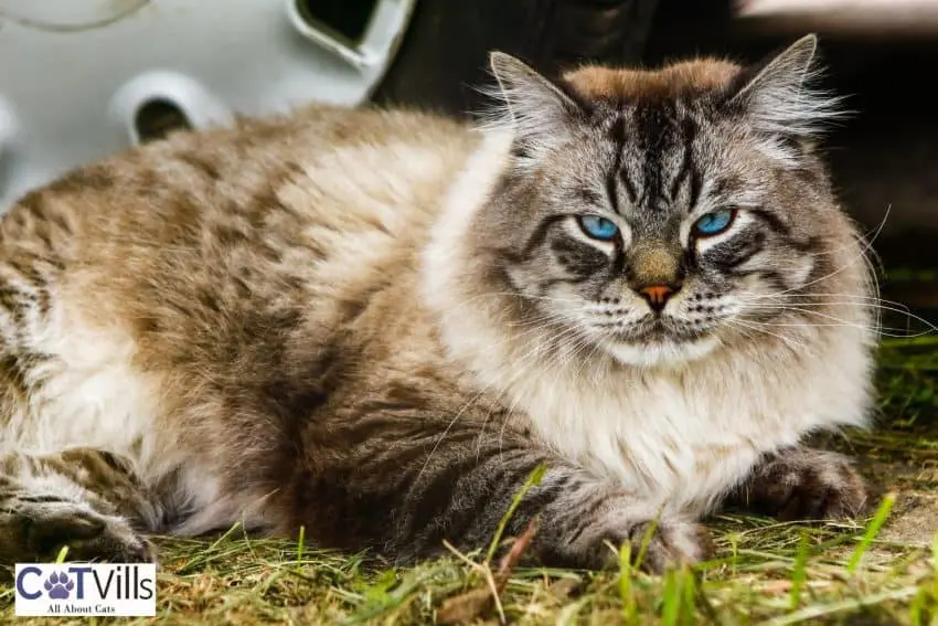 siberian with light blue eyes