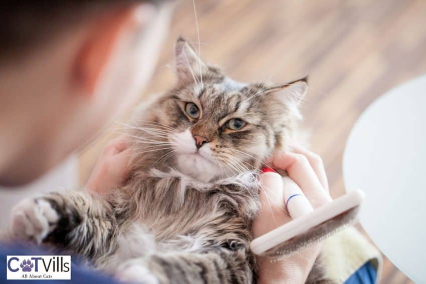 owner grooming his siberian cat