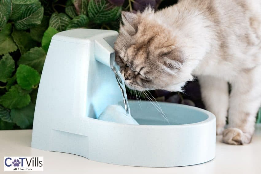 flat faced cat drinking on spill proof cat water bowl